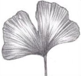 Blatt eines Ginkobaumes